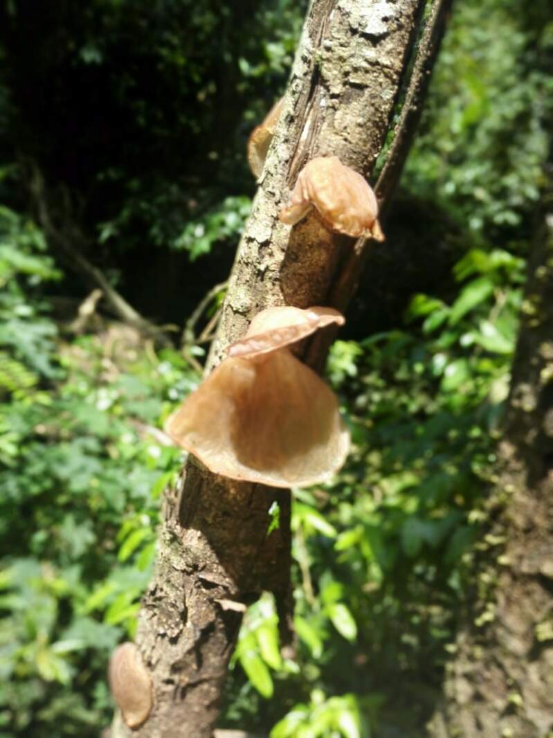 西双版纳景洪市嘎洒镇大黑山原始森林休闲骑