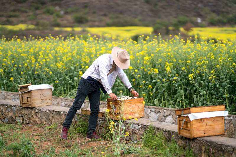 在罗平油菜花海里遇到的一个九零后养蜂人