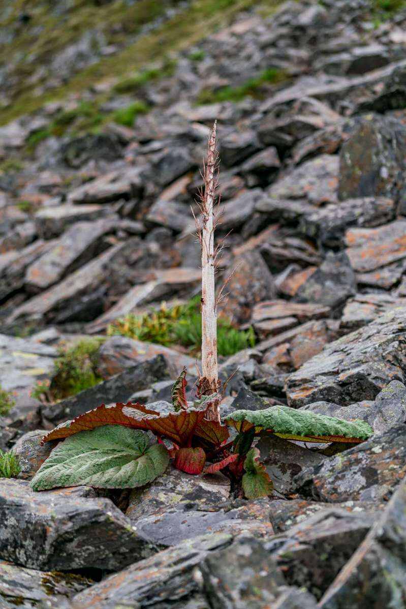 传说塔黄二十年成长才能开花,开花是生命的最终灿烂.